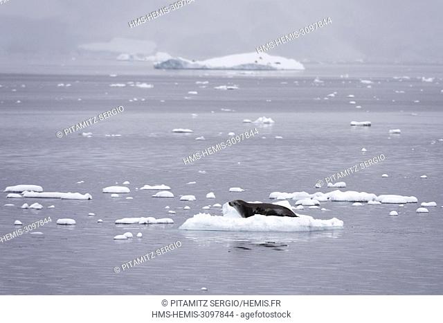 Crabeater seal (Lobodon carcinophaga) on the ice, Gerlache Strait, Antarctica
