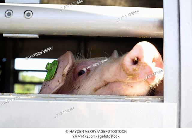 Pigs Transport Europe