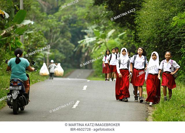 Schoolgirls, girls in school uniform on the street, Losari Village, Magelang, Java, Indonesia