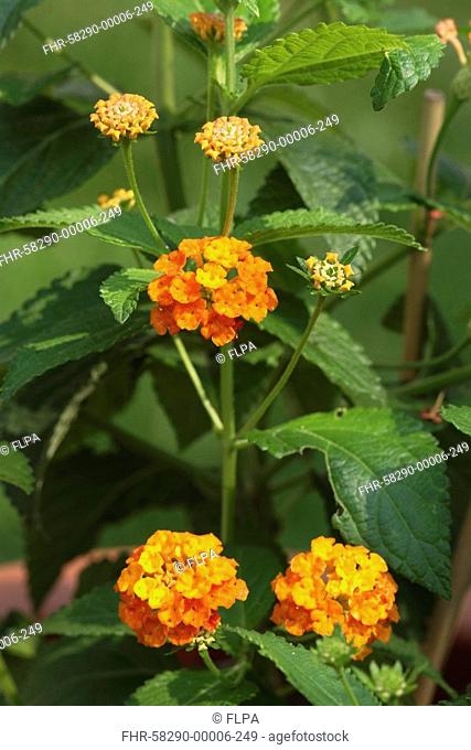 Common Lantana Lantana camara flowering in garden