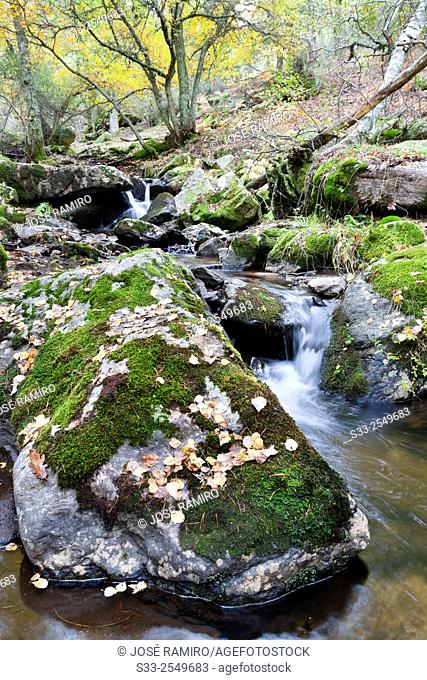 Sestil streaml in the Canencia Birch. Sierra de la Morcuera. Madrid. Spain. Europe