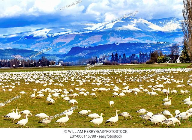 Snow Geese Feeding Snow Mountains Skagit Valley Washington
