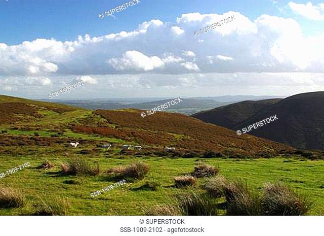 Sheep look on from grazing the Long Mynd Church Stretton Hills Shropshire England UK GB Europe British Isles Great Britain United Kingdom British Isles