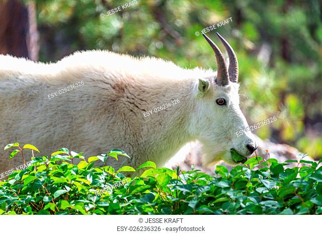 Rocky mountain goat in Custer State Park in South Dakota