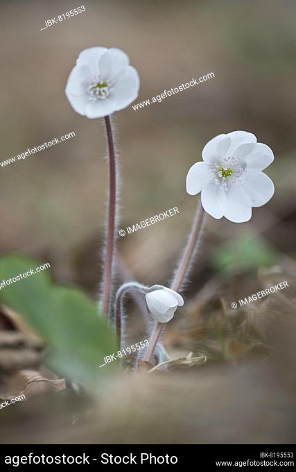 Liverwort (Hepatica nobilis), white form, Tyrol, Austria, Europe