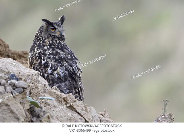 Eurasian Eagle Owl ( Bubo bubo ), perched in the slope of a dump, watching back over its shoulder, hunting for prey, wildlife, Europe