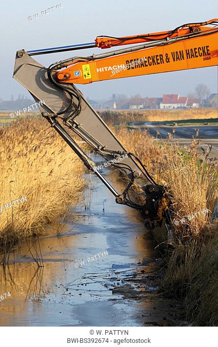 reed grass, common reed (Phragmites communis, Phragmites australis), shovel excavator dredging water ditch, Belgium
