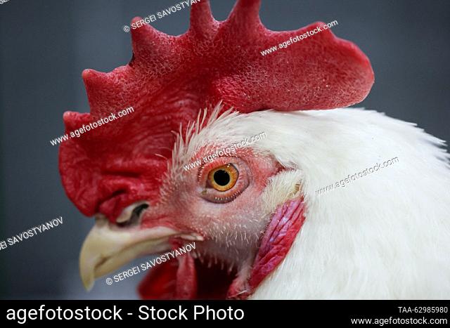 RUSSIA, MOSCOW - OCTOBER 4, 2023: A rooster is seen at the 2023 Golden Autumn agricultural exhibition held at the Russian State Agrarian University – Moscow...
