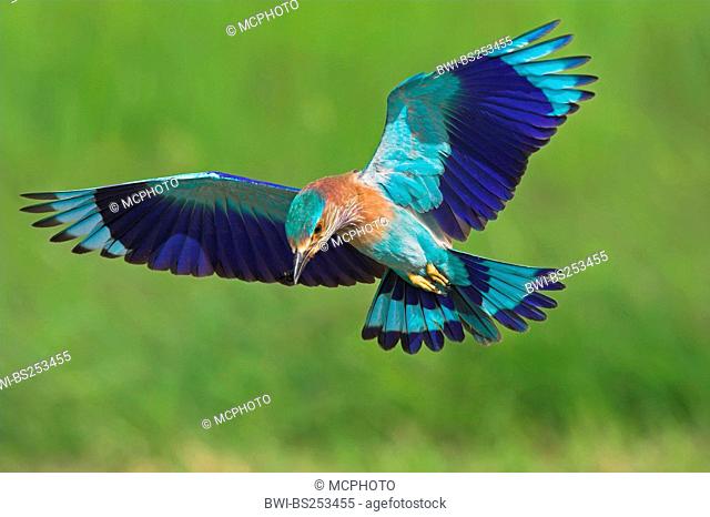 Indian roller Coracias benghalensis, flying over a meadow on the feed, Oman