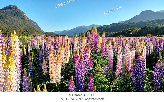 Colorful lupine meadow, New Zealand