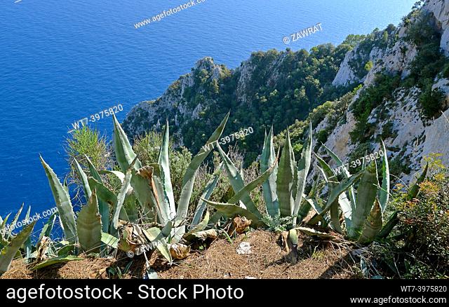 Capri south side, rocks, cliff, agave, sea
