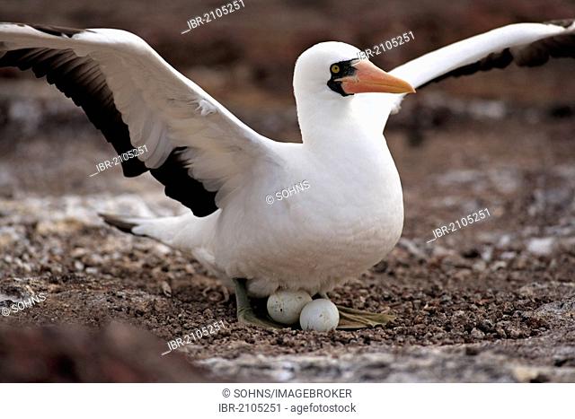 Nazca Booby (Sula granti), adult brooding on a nest with eggs, Galapagos Islands, Ecuador, South America