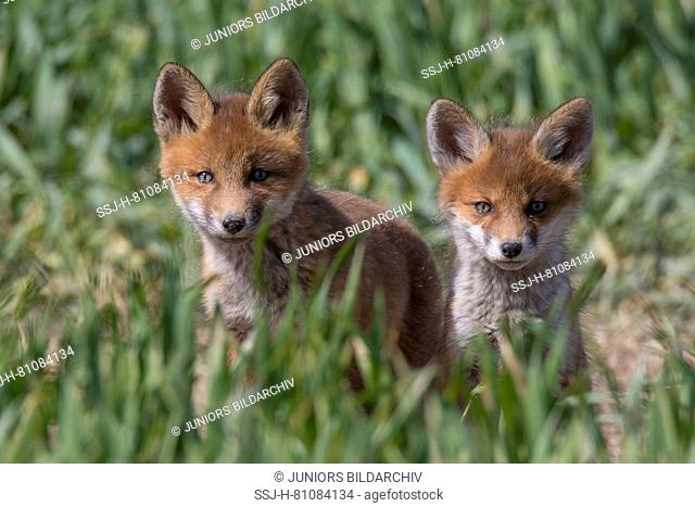 Red Fox (Vulpes vulpes). Kits near den in spring, Schleswig-Holstein, Germany