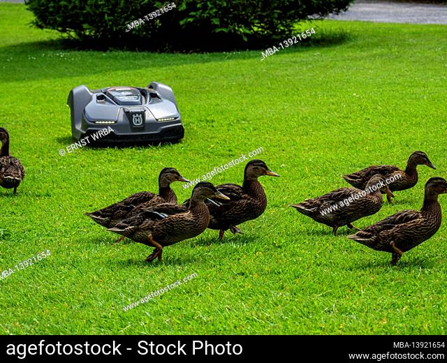 Wild ducks with robotic lawn mowers, Osnabrücker Land, Lower Saxony, Germany