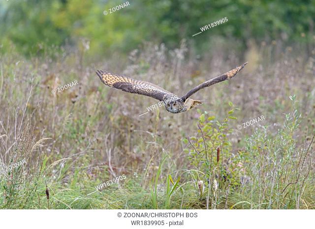 European eagle owl, Bubo bubo