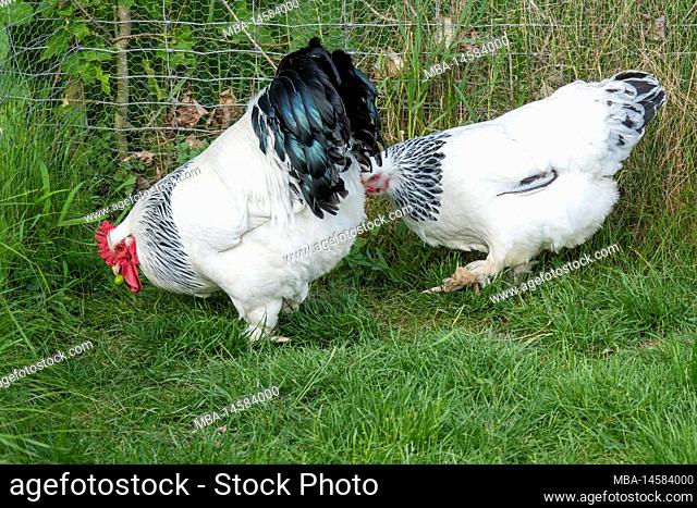 Domestic fowl (Gallus gallus domesticus). Brahma chickens