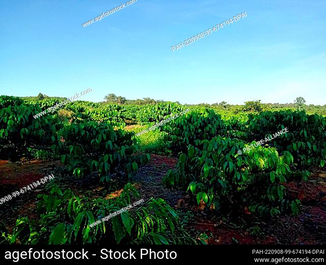 PRODUCTION - 30 August 2022, Vietnam, Pleiku: View of Nguyen Van Thien's coffee plantation. Climate change has long been present in the country on the Mekong