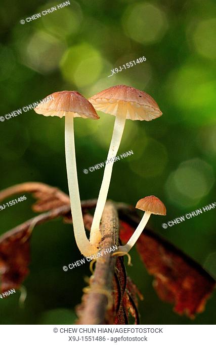 Mushroom, Fungi on tree trunk, borneo