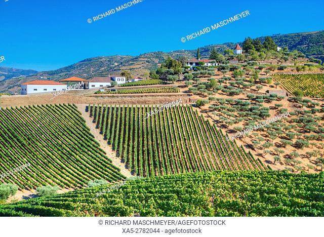 Vineyards, Quinta do Crasto, Alto Douro Wine Valley, UNESCO World Hertiage Region, Portugal