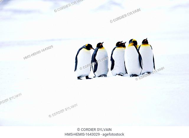 Antarctic, South Georgia Island, Salysbury plains, King Penguin (Aptenodytes patagonicus), adults in the snow and the mist