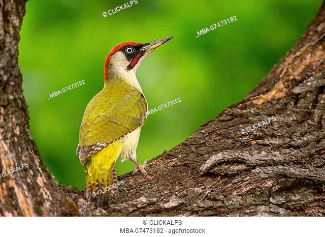 European green woodpecker on the tree, Trentino Alto-Adige, Italy
