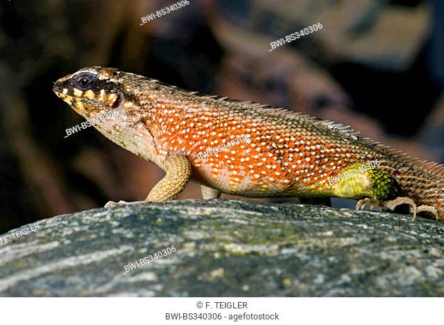 Haitian curlytail lizard, Masked Curly-tailed Lizard (Leiocephalus personatus), male