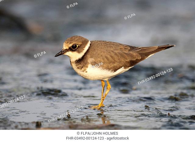 Little Ringed Plover (Charadrius dubius) adult, non-breeding plumage, standing on mud, Hong Kong, China, September