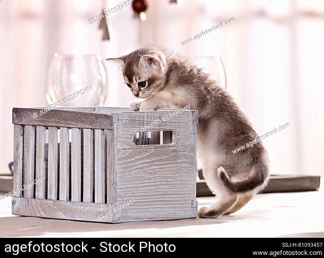 Burmese cat. A kitten loks into a wooden box