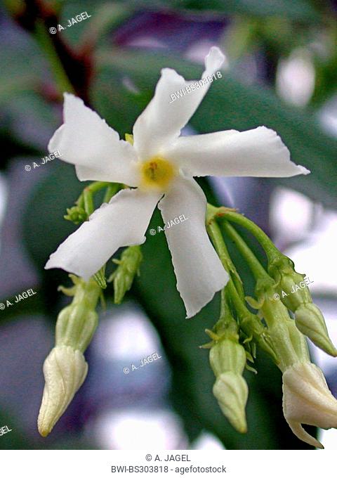 star jasmine (Trachelospermum jasminoides), flowers
