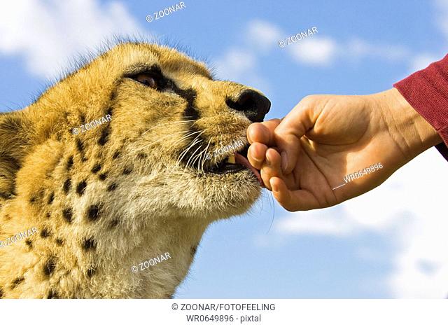 Gepard Acinonyx jubatus schleckt eine Hand ab, Namibia, Afrika, Cheetah is licking a hand, Africa