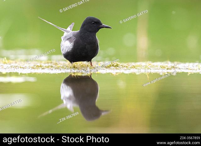 White-winged Tern (Chlidonias leucopterus), front view of an adult in breeding plumage standing in the water, Campania, Italy