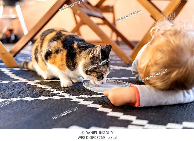 Cute toddler girl watching cat drinking from bowl