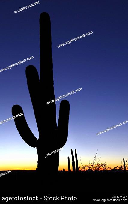 Sunset with silhouetted saguaro cactus in Saguaro National Park