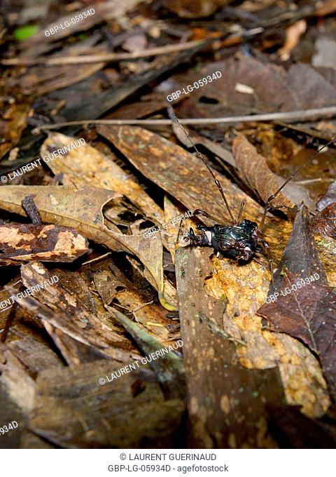 Beetle, Serra do Mar State park, Núcleo Santa Virgínia, São Paulo, Brazil