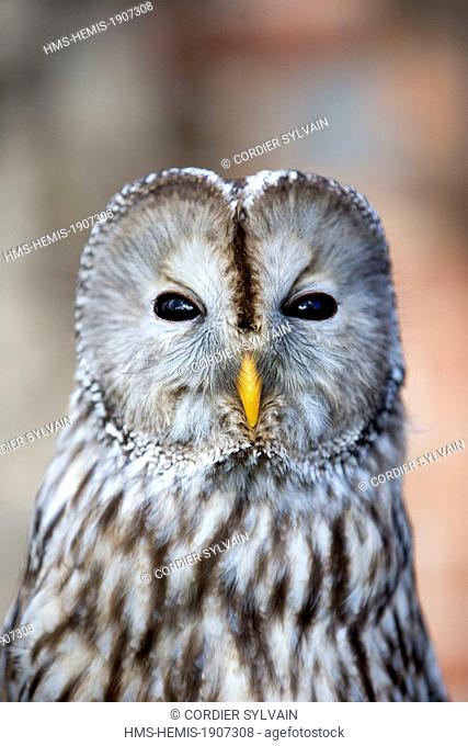 France, Loiret, Sologne, Ligny le Ribault, Ural Owl (Strix uralensis), close up