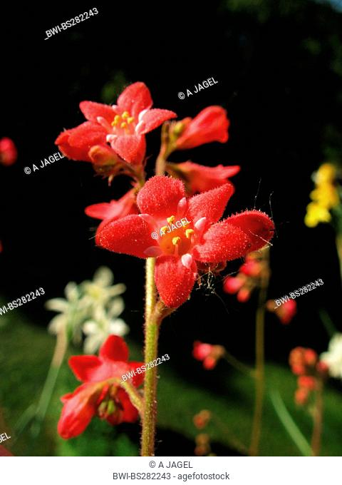 coral bells Heuchera sanguinea 'Splendens', Heuchera sanguinea Splendens, flowers