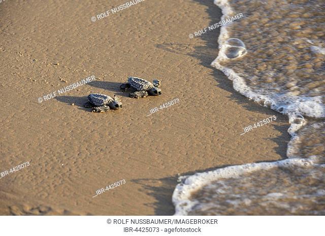 Kemp's Ridley Sea Turtle (Lepidochelys kempii), baby turtles walking towards surf, South Padre Island, South Texas, Texas, USA