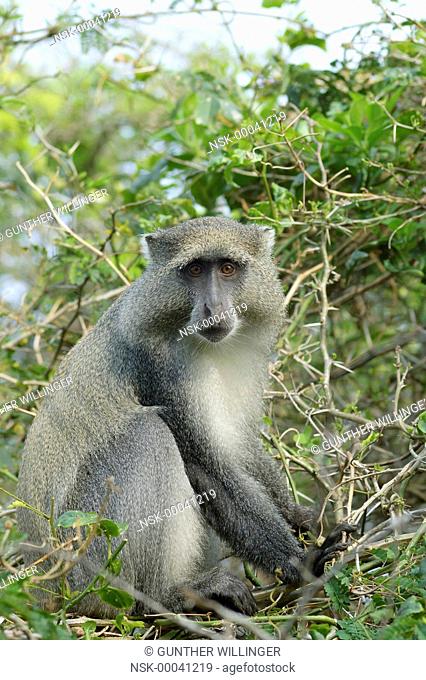 Samango Monkey (Cercopithecus albogularis) in thorny acacia tree, South Africa, KwaZulu-Natal, Sodwana Bay
