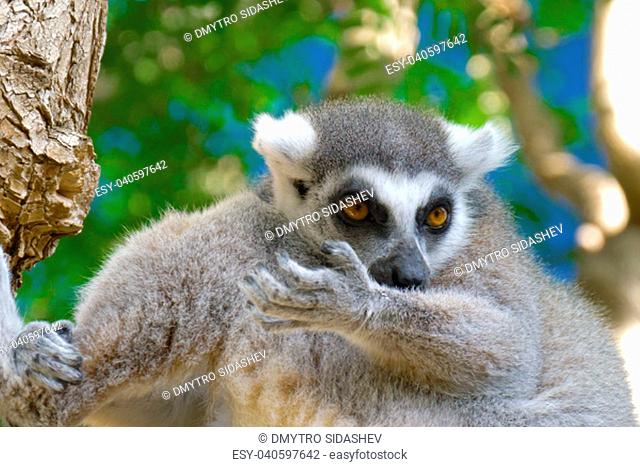 Lemur licks his paw. Ring tailed Lemur close up. Lemur catta in the natural habitat