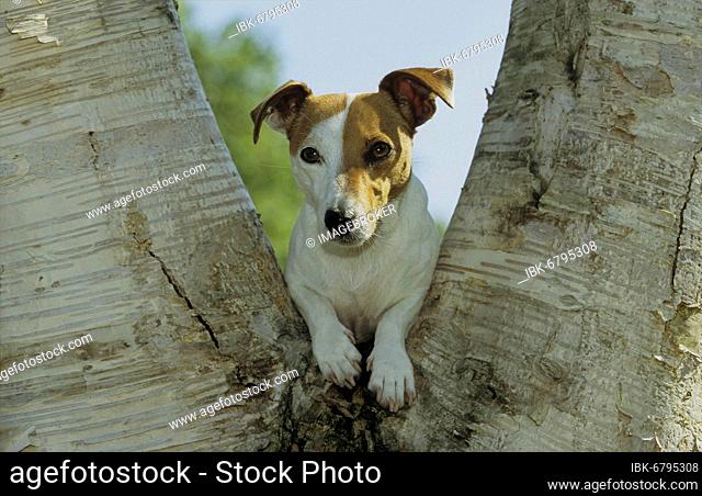 Jack Russell Terrier, puppy approx. 6 weeks old, male climbs on tree trunk