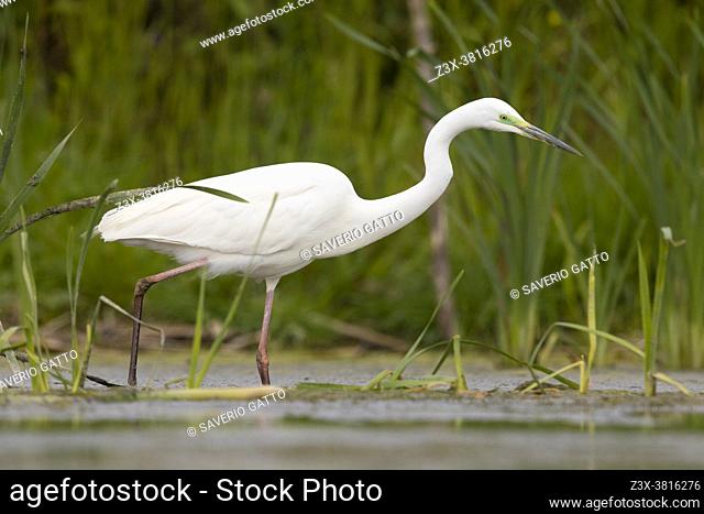 Great Egret (Ardea alba), side view of an adult in breeding plumage walking in a pond, Campania, Italy