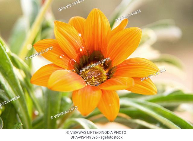 Treasure flower gazania gazania hybrida ; Pune ; Maharashtra ; India