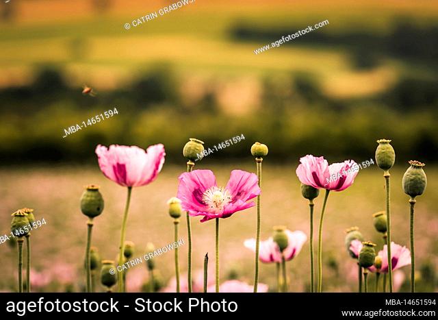 Poppy field with pink poppy flowers in sunshine, close up of single flower, blurred background