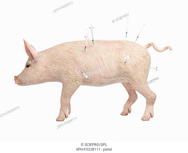 Illustration of syringes stuck in a pig