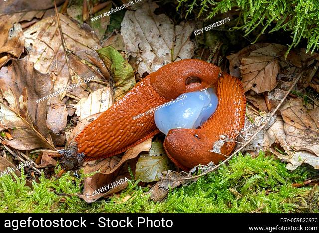 two red spanish slugs mating on the forest floor with leaves and moss