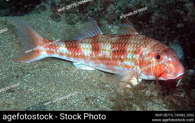 striped red mullet  Date: 16/1/01  Ref: ZB775-109482-0093  COMPULSORY CREDIT: Oceans Image/Photoshot