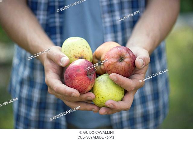 Hands of young male farmer holding apples, Premosello, Verbania, Piemonte, Italy