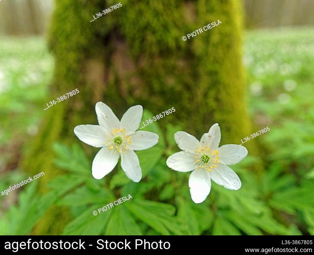 Poland. Spring in the wood. Anemones