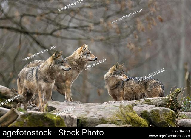 European gray wolf (Canis lupus) Wolf pack standing on a rock, captive