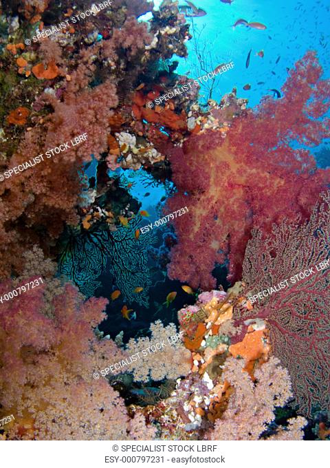 Different species of soft coral growing on a wall Broccoli coral Dendronephthya klunzingeri, Splendid knotted fan coral Acabaria splendens